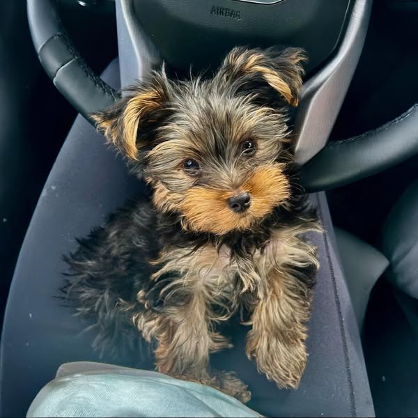 Read This If You Own a Small Breed Dog