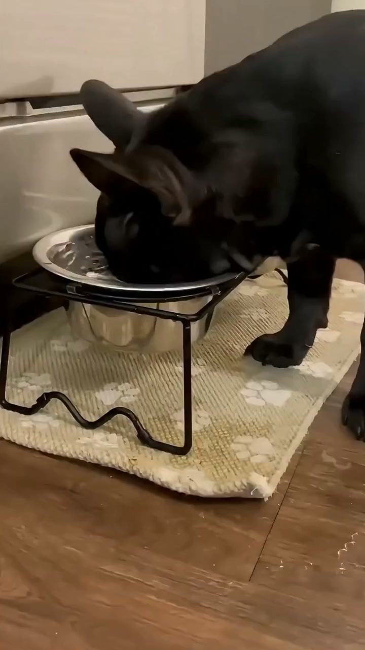 A Smarter Way to Keep Your Pet Hydrated