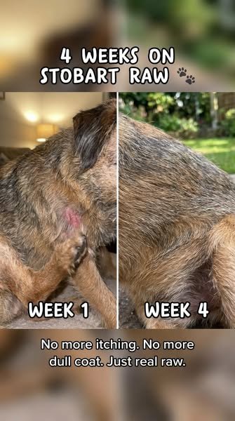 Four weeks. Dull to glossy. Real raw fuel.