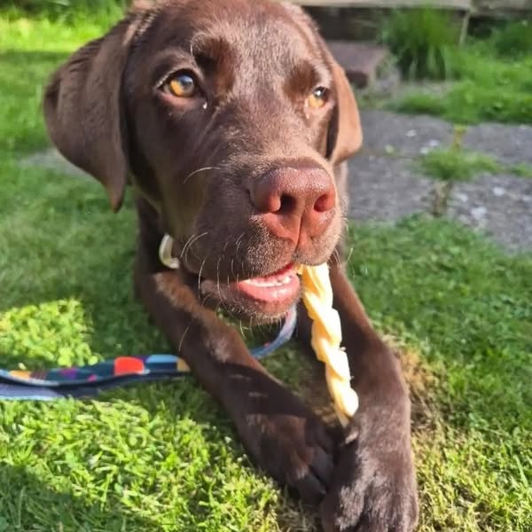 Complete Your Dog's Treat Order Today