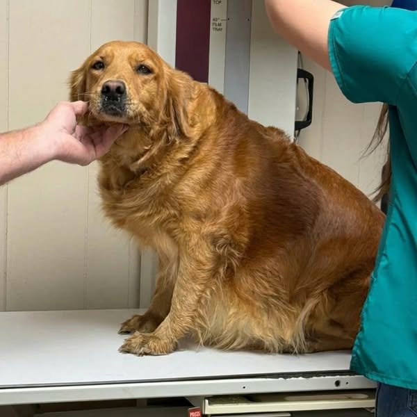 Read this if your dog has a cough..