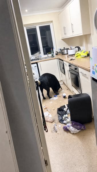 I drive a van ten hours a day. My Lab still had the kitchen bin over four nights running