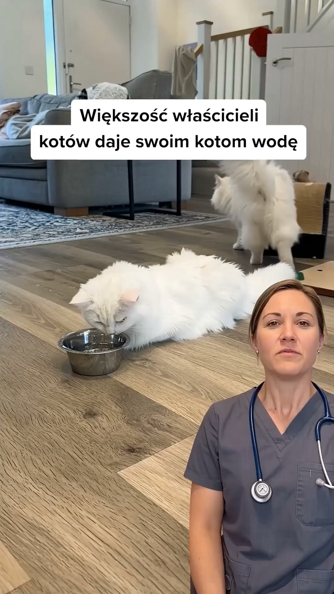 Dlaczego weterynarz poleca właśnie tę fontannę?