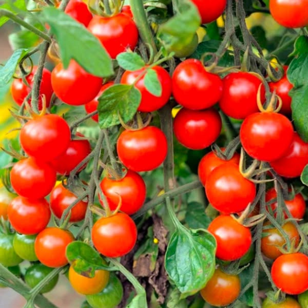 Tomato Seeds