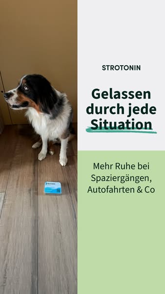Entspannung für Hunde mit Strotonin