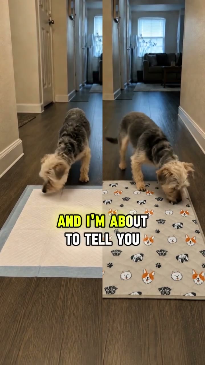 How We Potty Train Any Dog Instantly