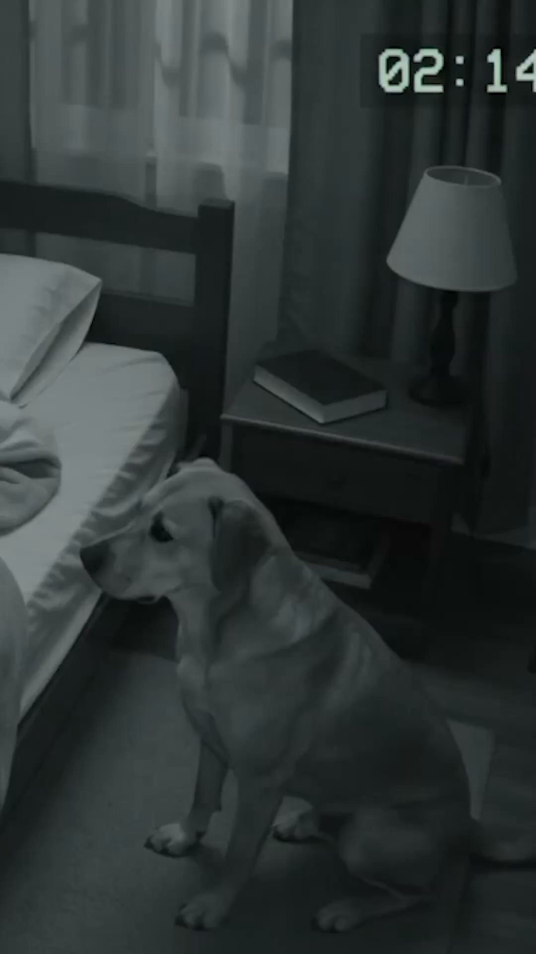 A Message From Your Pet's Heart