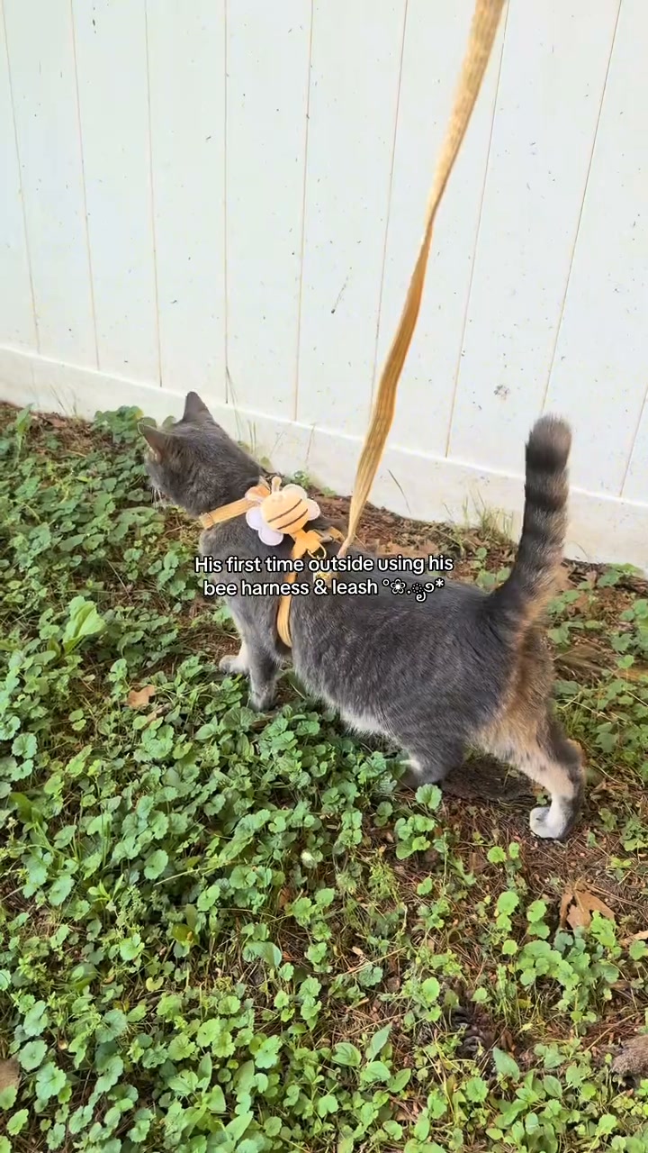 Anúncio de Zintlo Pets