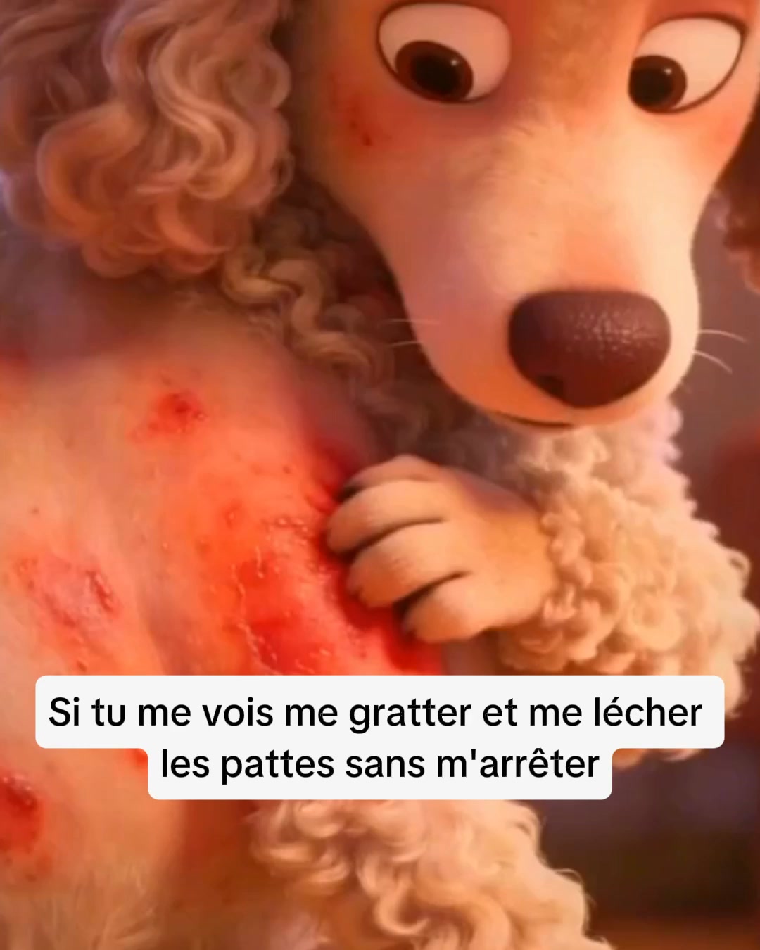 Aide ton chien dès aujourd'hui