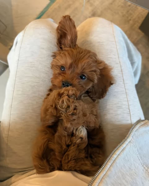 STOP & Read This If You Are A Dog Parent
