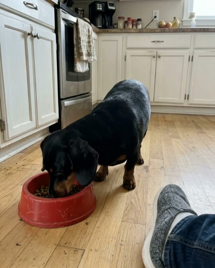 Your Dog Is Straining Their Neck Every Single Meal — Here Is the Simple Fix