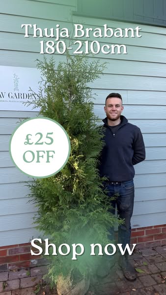 Dense Hedging, Nationwide Delivery