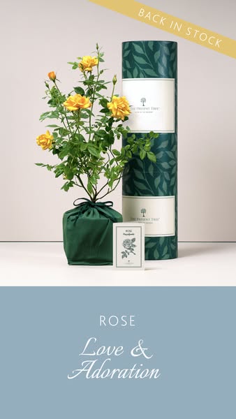 Beautifully Wrapped Tree Gifts