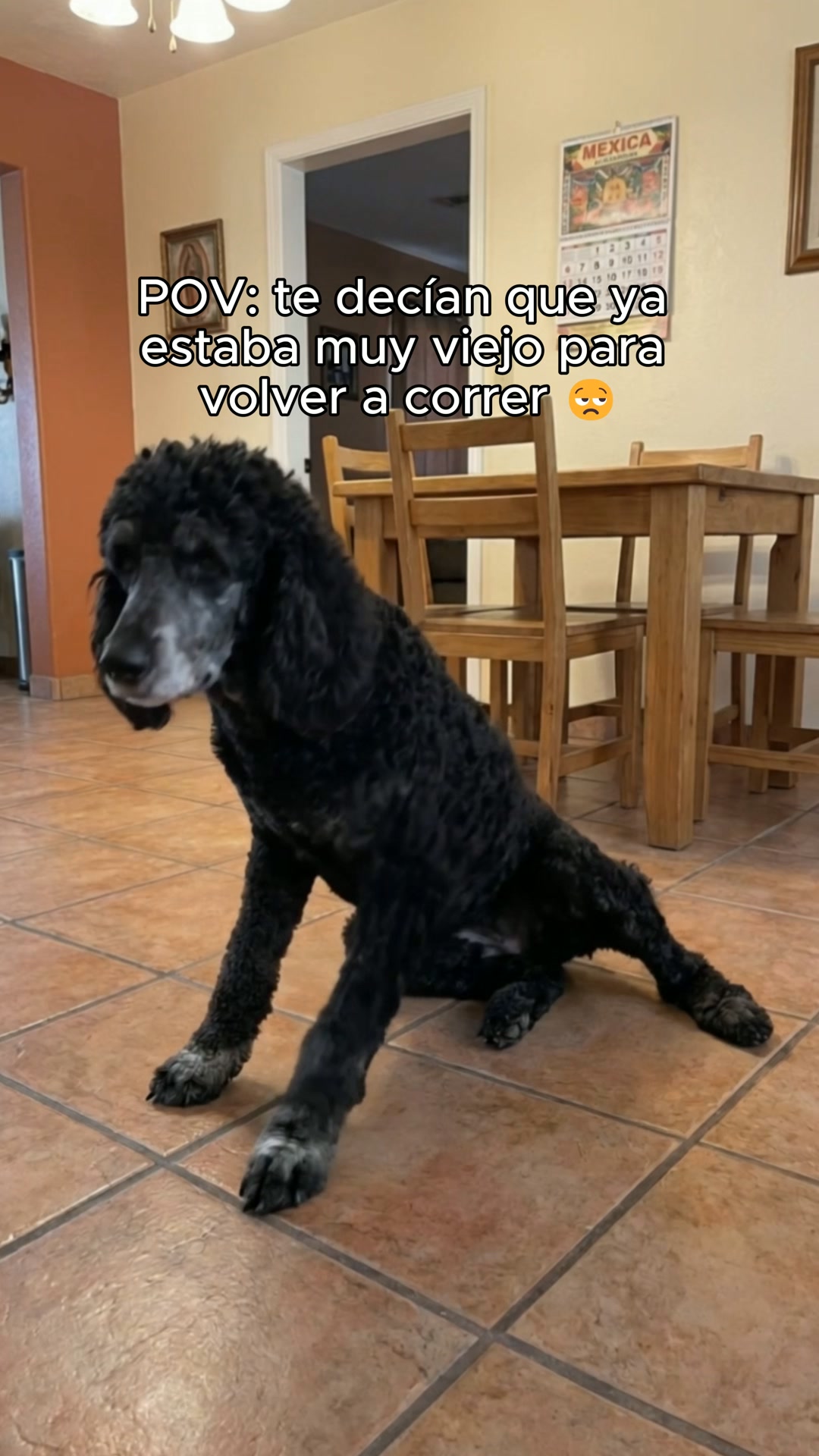 Tu poodle no está viejo. Está cansado.