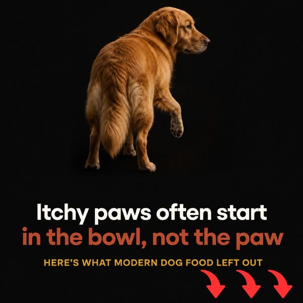 Stop Itching Without Harming Their Body