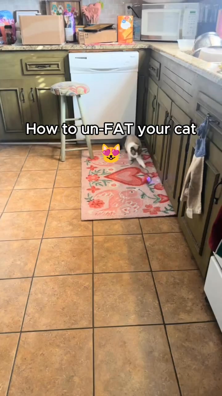 Keep Your Cat Happy & Healthy!
