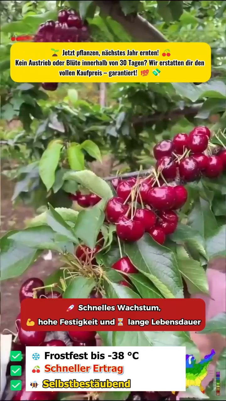 Wollen Sie frische Kirschen aus dem eigenen Garten? Probieren Sie die veredelte Süßkirsche ‚Regina‘!