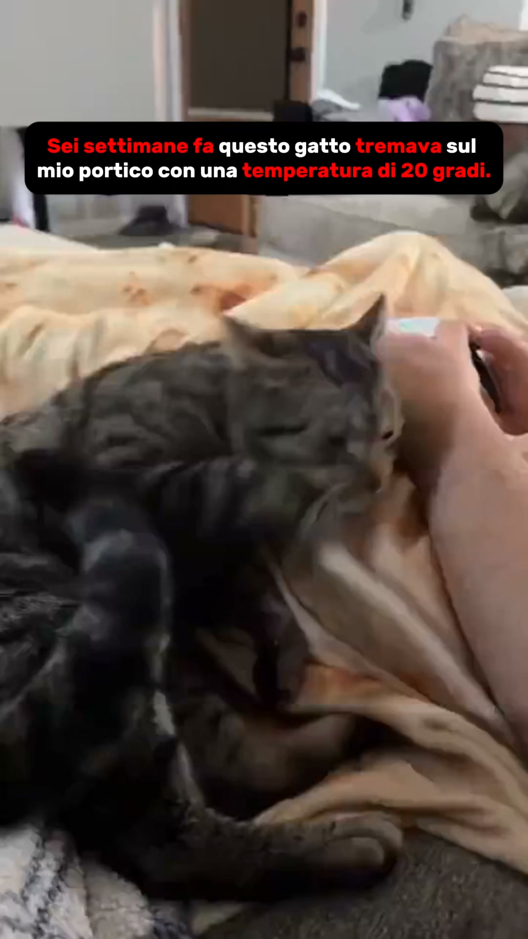 Non è l'età. È la ciotola.