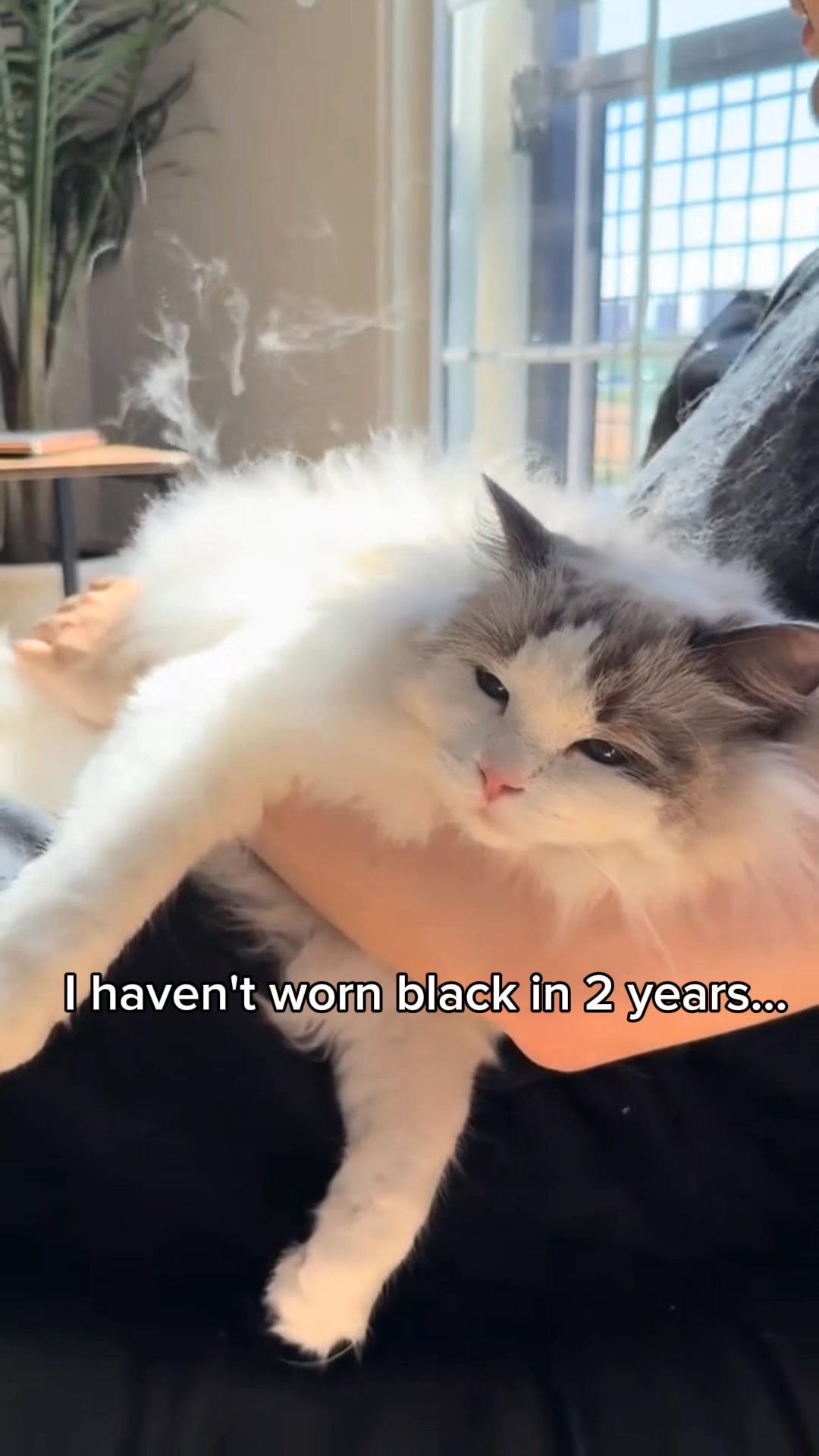 Watch This If You Own a Cat or Dog!