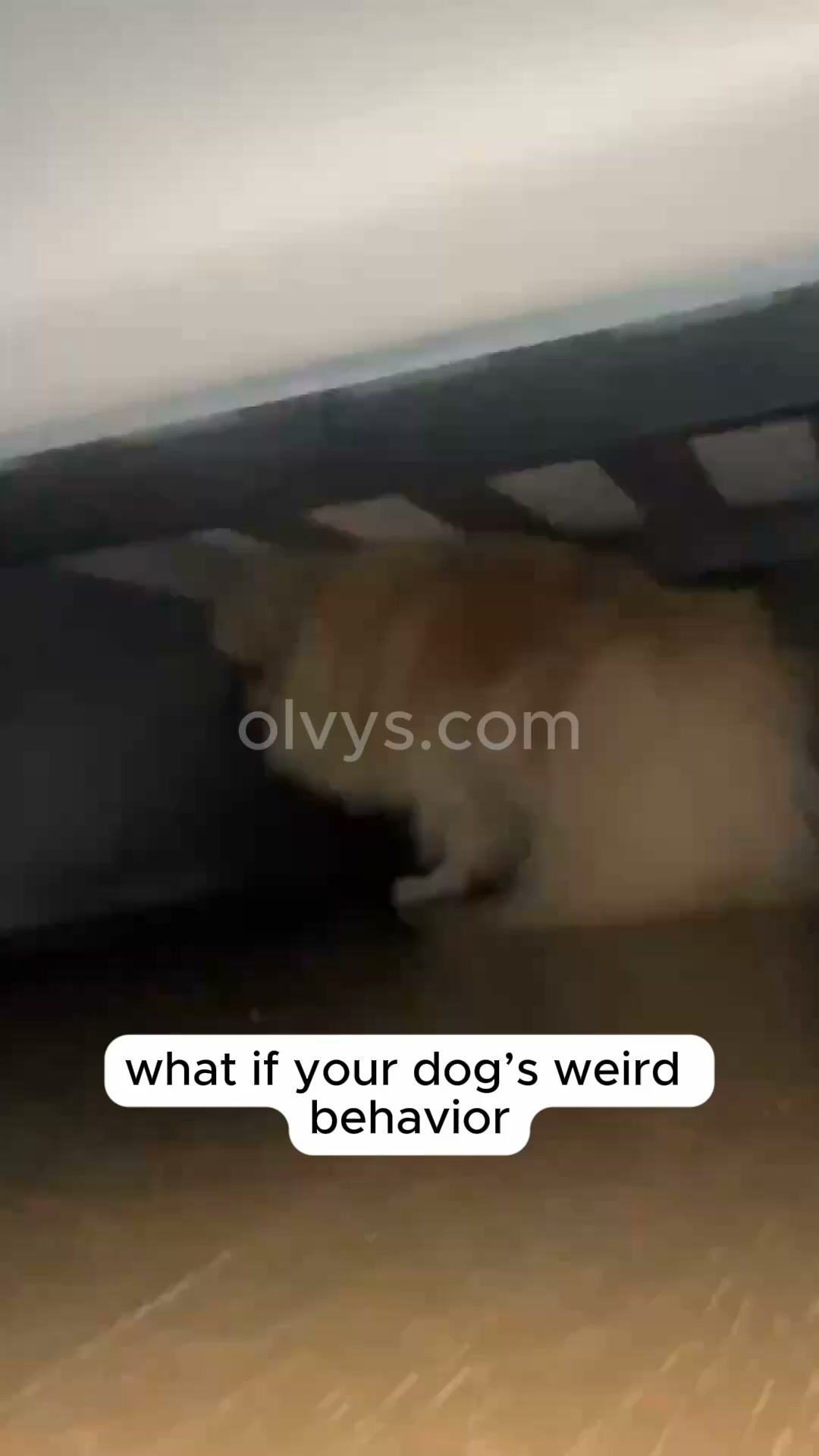 Help your pet rest better | Save 45%