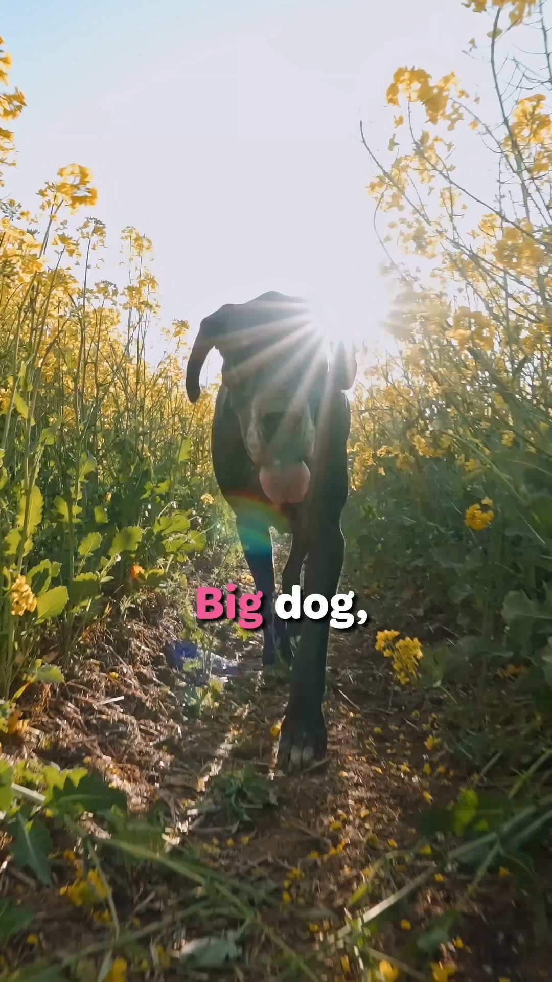 A Shampoo for Every Dog