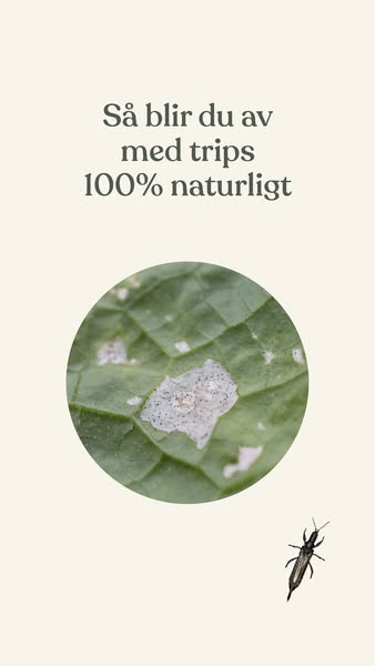 Så blir du av med trips 100% naturligt