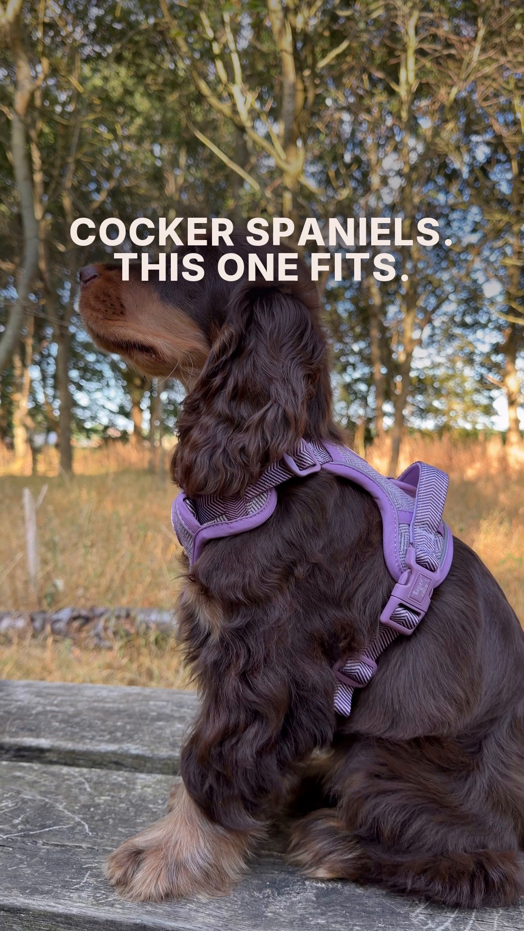 Meet The Cocker Walk Harness