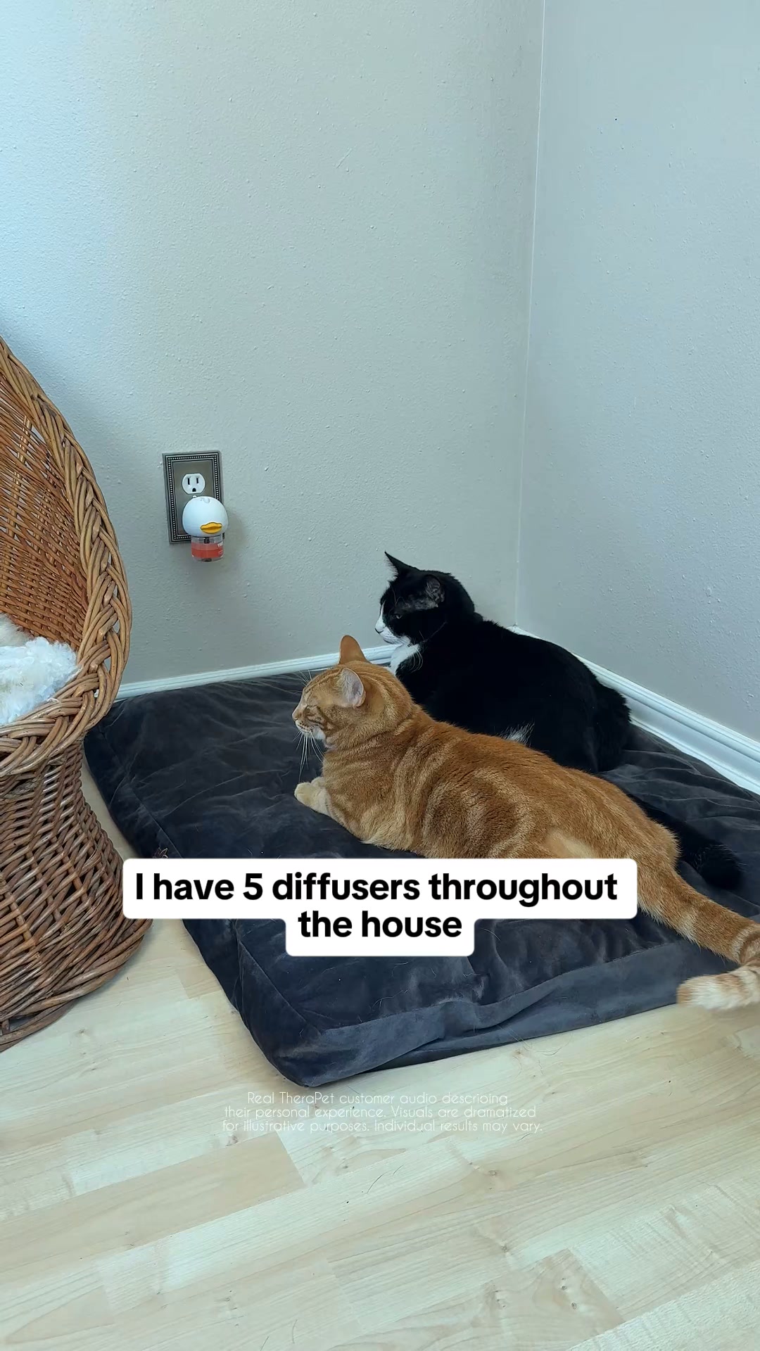Help your anxious cats feel safe and calm
