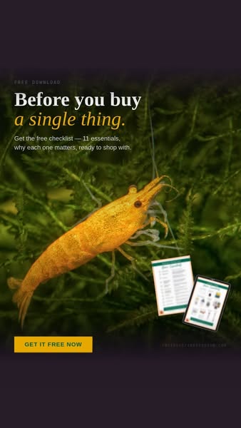#1 Shrimp Keeping Checklist