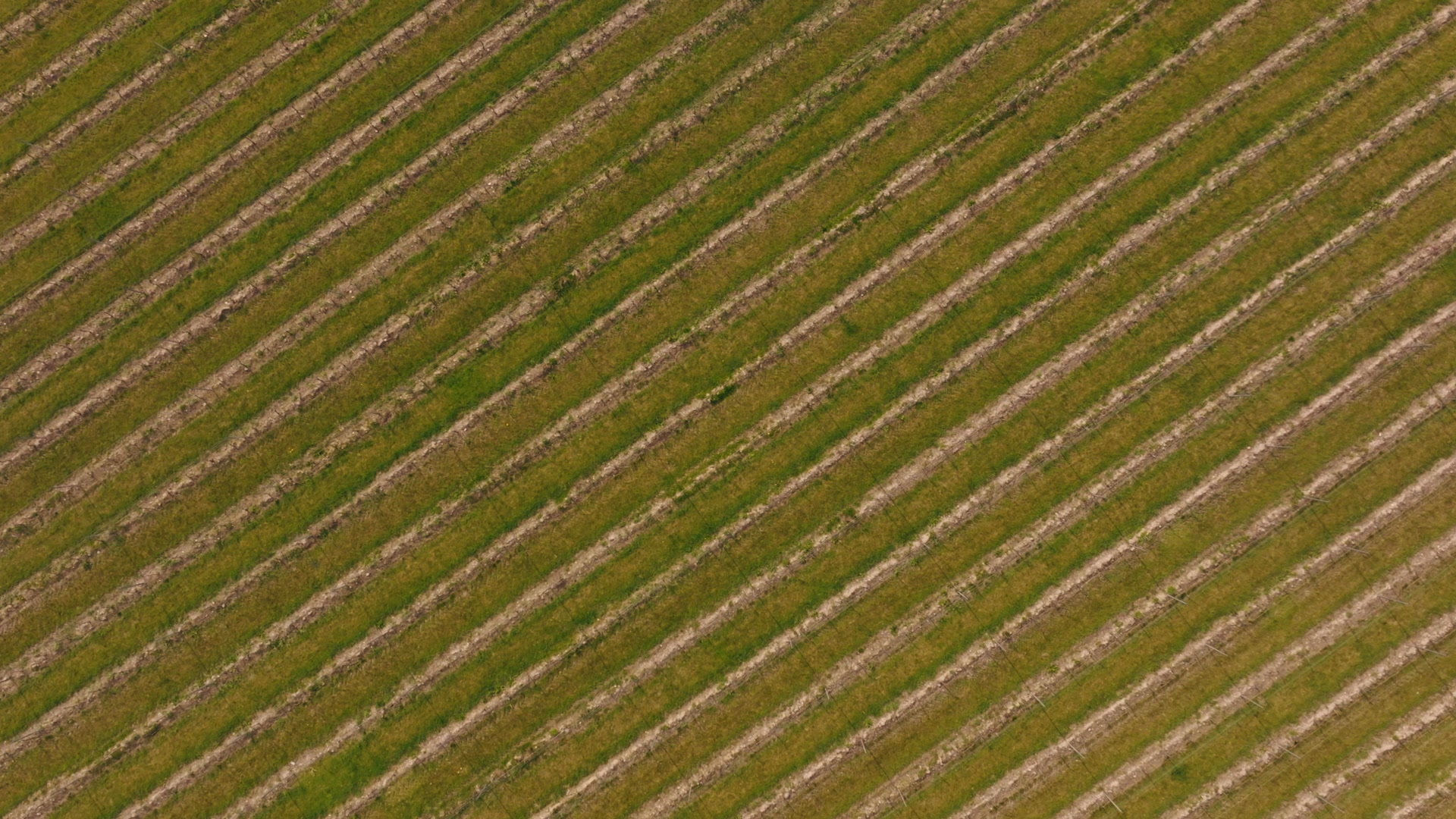 Chapel Down Chardonnay