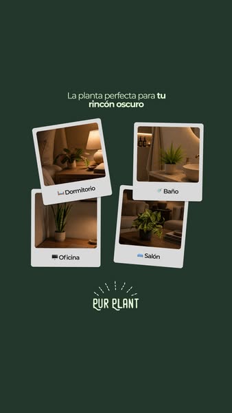 ¿Piso oscuro? Estas plantas aman la sombra
