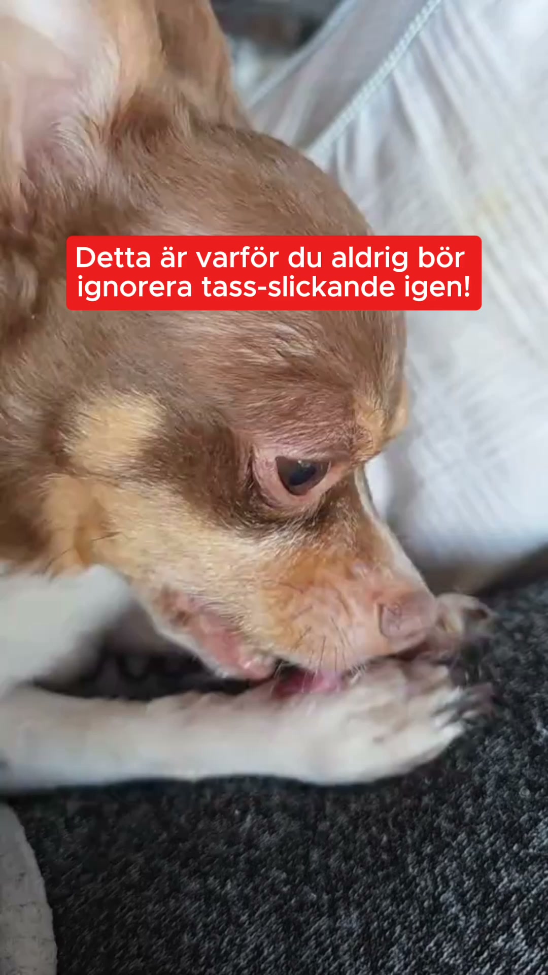 Det sitter inte i tassen