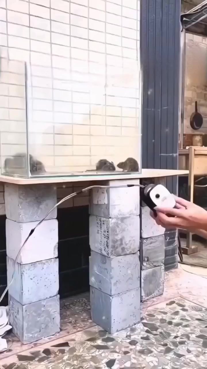 Despídete de los insectos molestos
