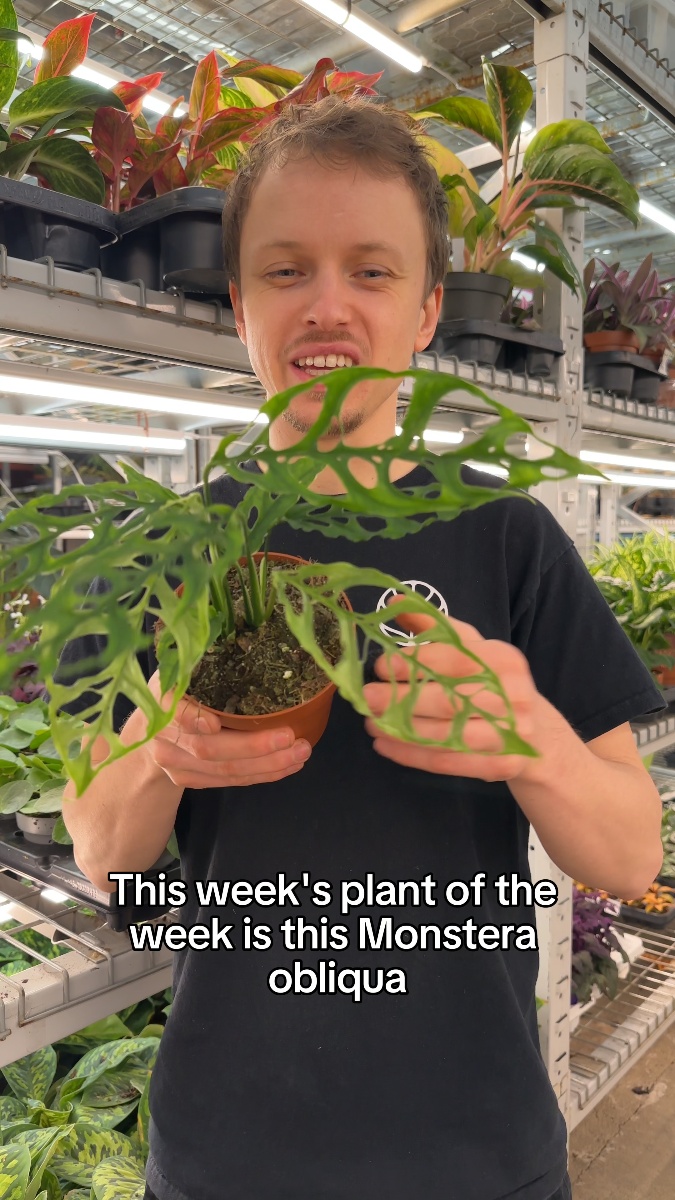 Plant of the Week: Obliqua ‘Peru’