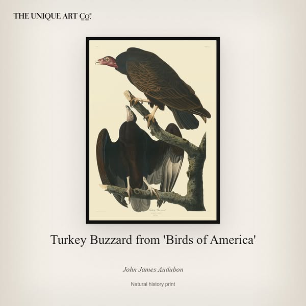Turkey Buzzard from 'Birds of America' by John James Audubon, 1827, A1 (594x841mm) / Framed art print