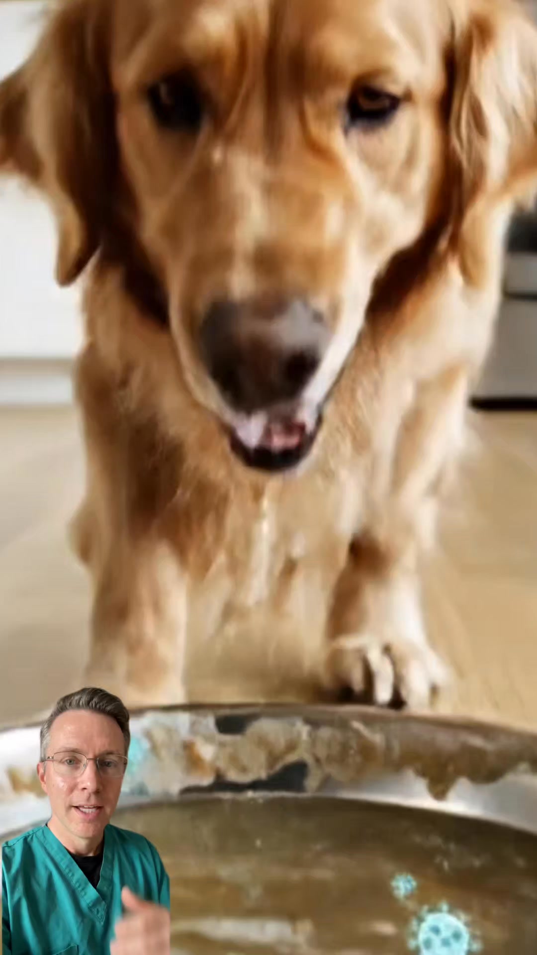 46,000+ Dog Parents Switched to This Fountain