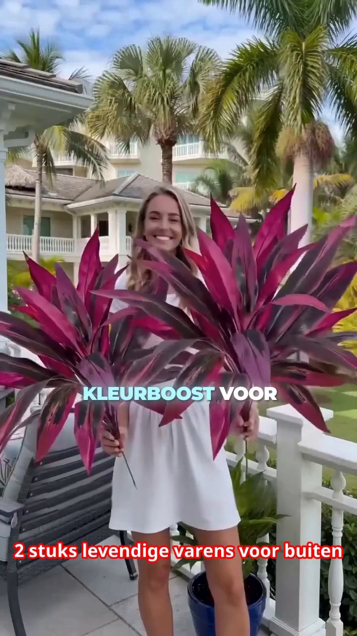 Nooit meer water geven. Nooit meer dode blaadjes.