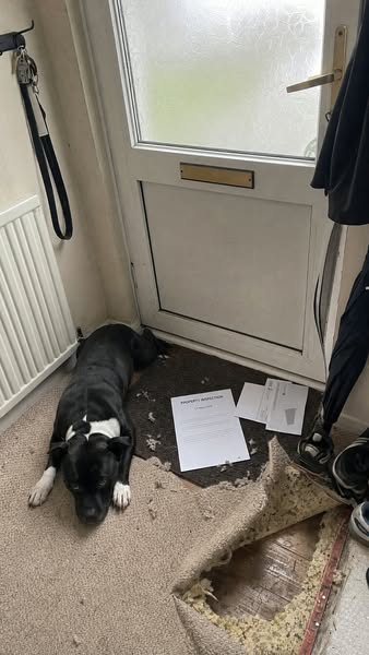 The letting agent's inspection is Thursday. This is the carpet by the front door