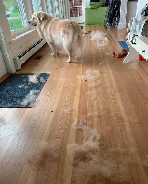 This amount of daily fur is not normal