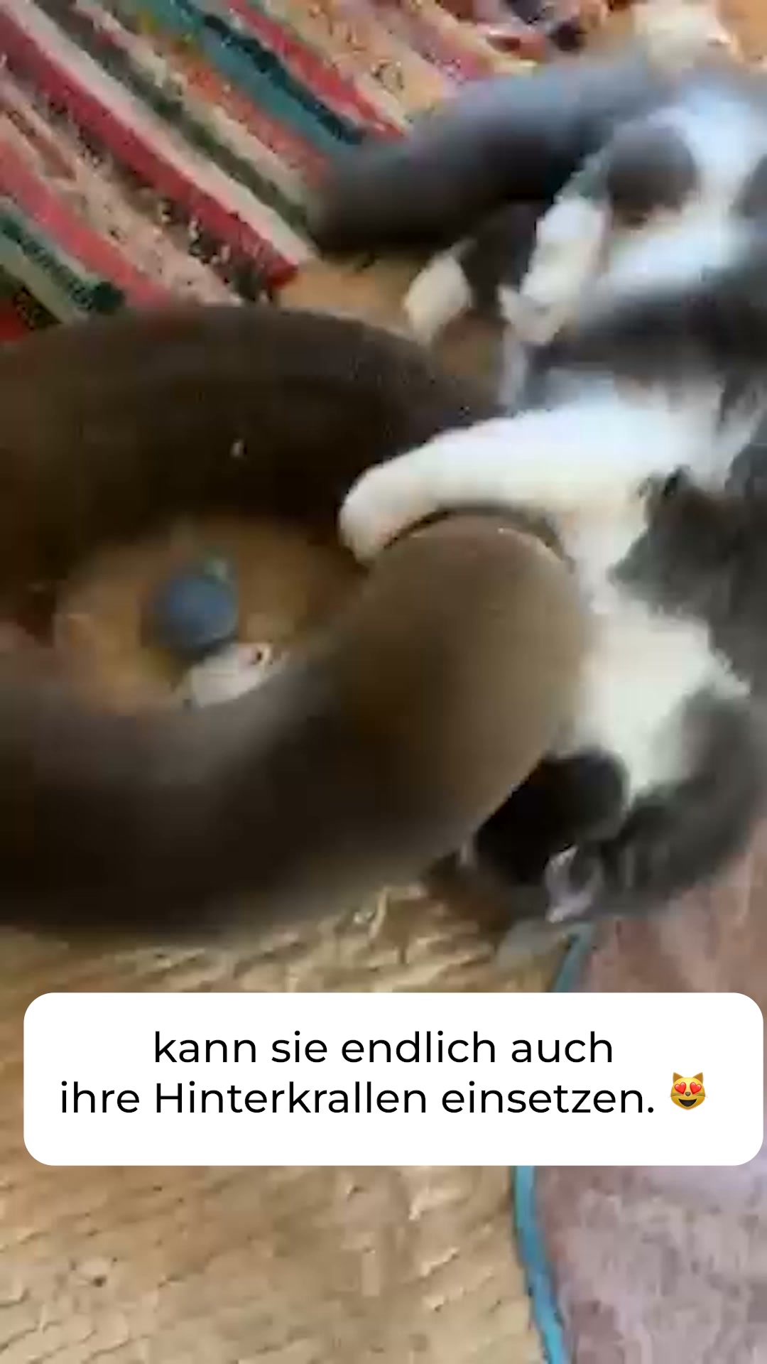 1+1 Neukunden Angebot
