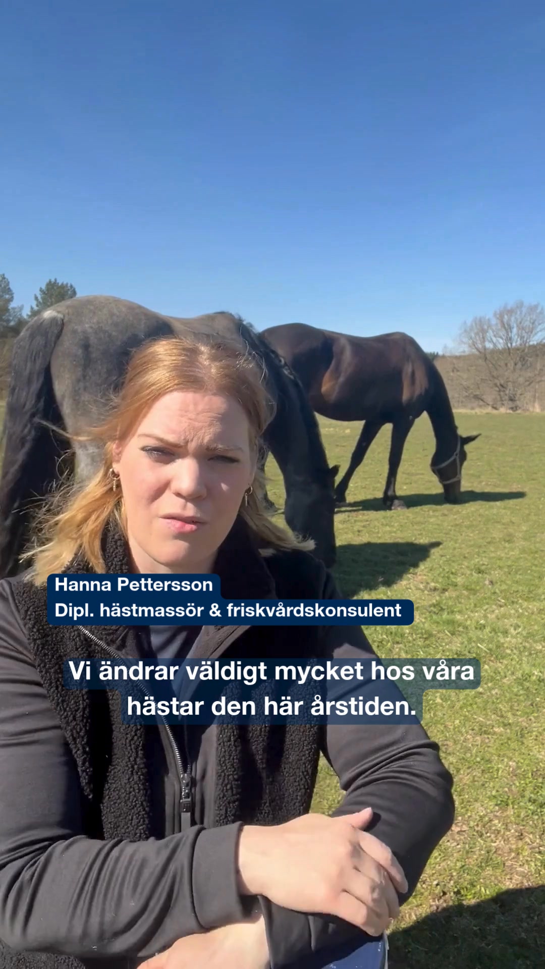 Havanna blev som en helt annan häst