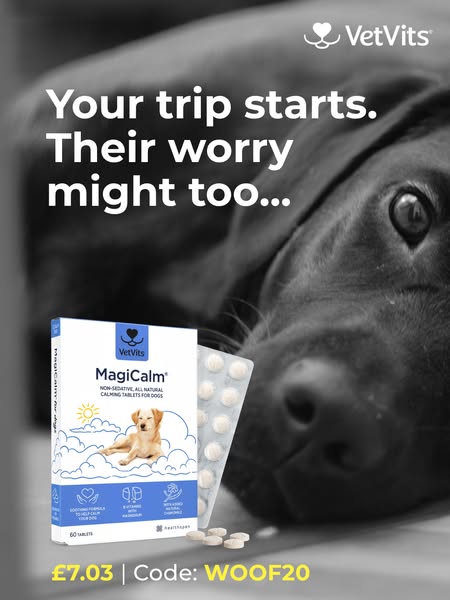 Natural Supplement for Anxious Dogs