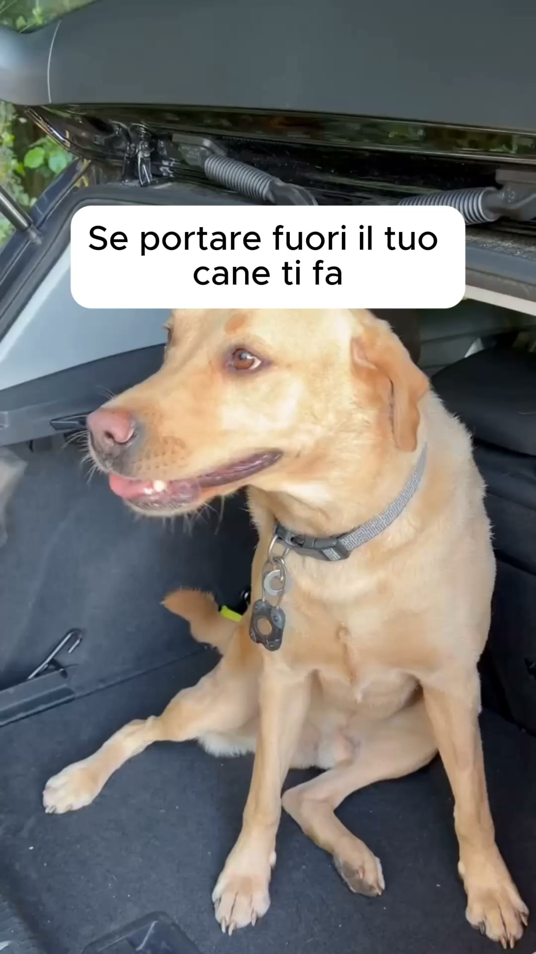 Il tuo cane non può smettere di tirare. Ecco perché