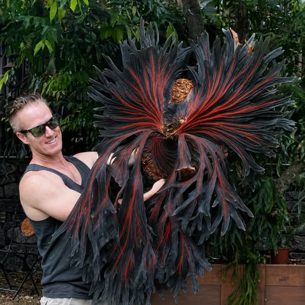 Rare Rainbow Staghorn Fern