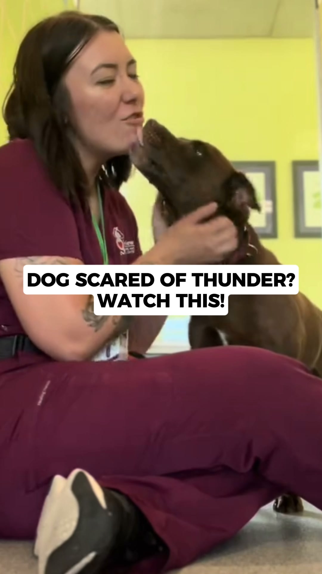 Your Vet Won't Tell You This About Storm Anxiety