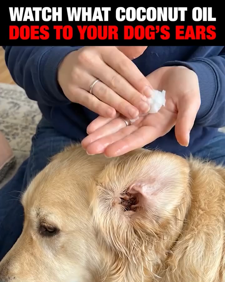 Vet reveals simple fix for dog joint pain
