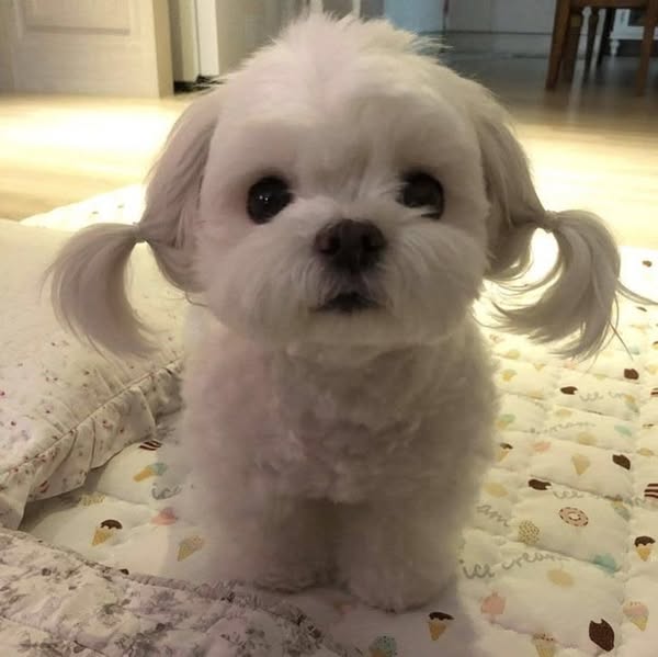 STOP & Read This If You Are A Dog Parent