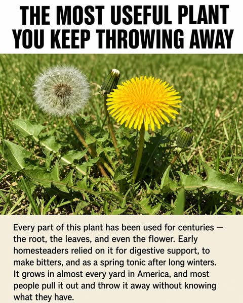 800+ Medicinal Plants and Remedies You Should Know