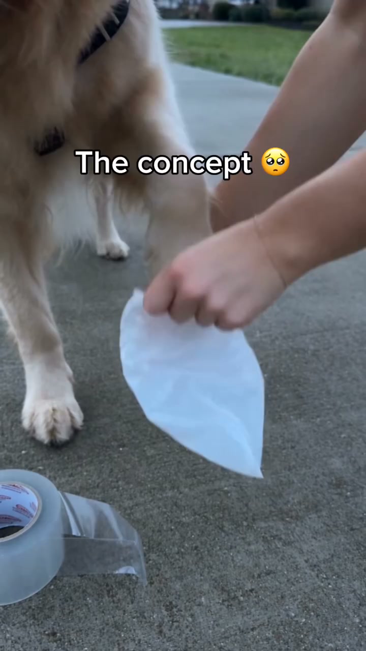 The Ultimate Waterproof Dog Leg Boots