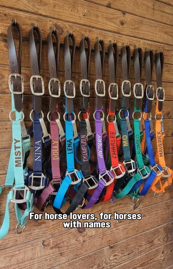 Personalized Breakaway Horse Halter, Cob Halter, Horse Name on Halter, Adjustable Horse Halter, Custom Halter, Horse gift, Horse Awards